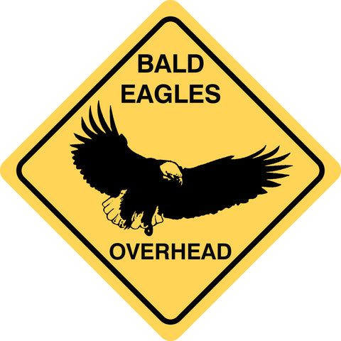Bald Eagle Overhead
