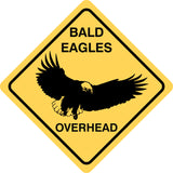Bald Eagles Overhead