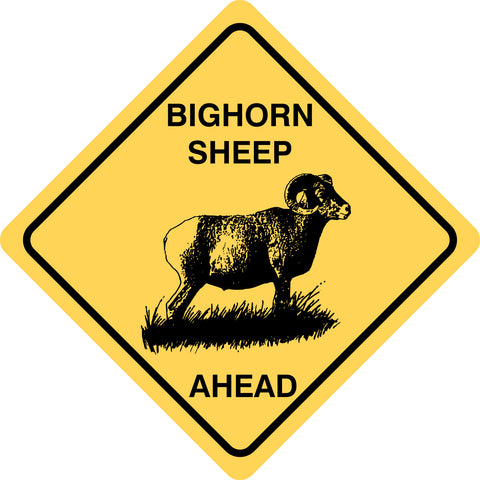 Bighorn Sheep Ahead