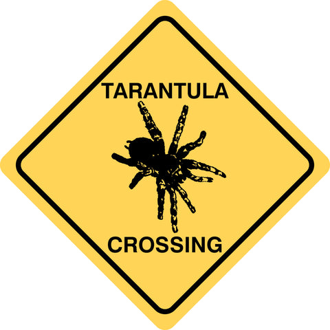 Tarantula Crossing